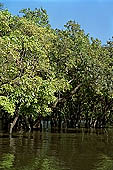 Tonle Sap - Kampong Phluk - Flooded mangrove forest